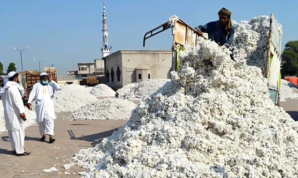 مقامی مارکیٹ میں روئی کی قیمتوں میں تیزی کا رجحان