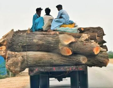 بولان قدرتی جنگلات کی بے دریغ کٹائی، ٹمبر مافیا سرگرم، حکام خاموش