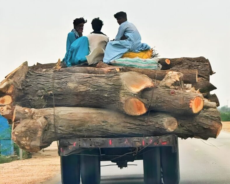 بولان قدرتی جنگلات کی بے دریغ کٹائی، ٹمبر مافیا سرگرم، حکام خاموش