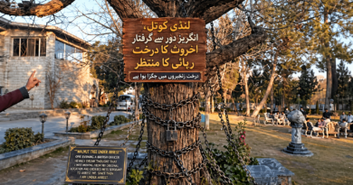 لنڈی کوتل،انگریز دور سے گرفتار اخروٹ کا درخت رہائی کا منتظر ،درخت زنجیروں میں جکڑا ہوا ہے