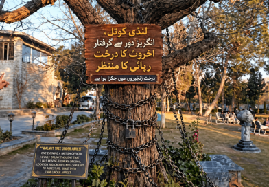 لنڈی کوتل،انگریز دور سے گرفتار اخروٹ کا درخت رہائی کا منتظر ،درخت زنجیروں میں جکڑا ہوا ہے