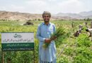 گرین پاکستان انیشیٹو کی معاونت سے بنجر زمینیں آباد، زرعی پیداوار اور روزگار میں نمایاں اضافہ گرین پاکستان انیشیٹو کی معاونت سے بنجر زمینیں آباد، زرعی پیداوار اور روزگار میں نمایاں اضافہ