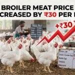Broiler meat price increases 20260928235052