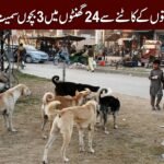 Stray dogs injure 44 people 20261004003510